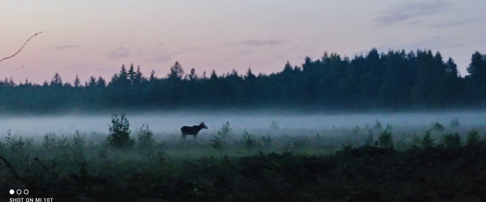 Uuejärve Matkapesa (Wandernest Uuejärve)