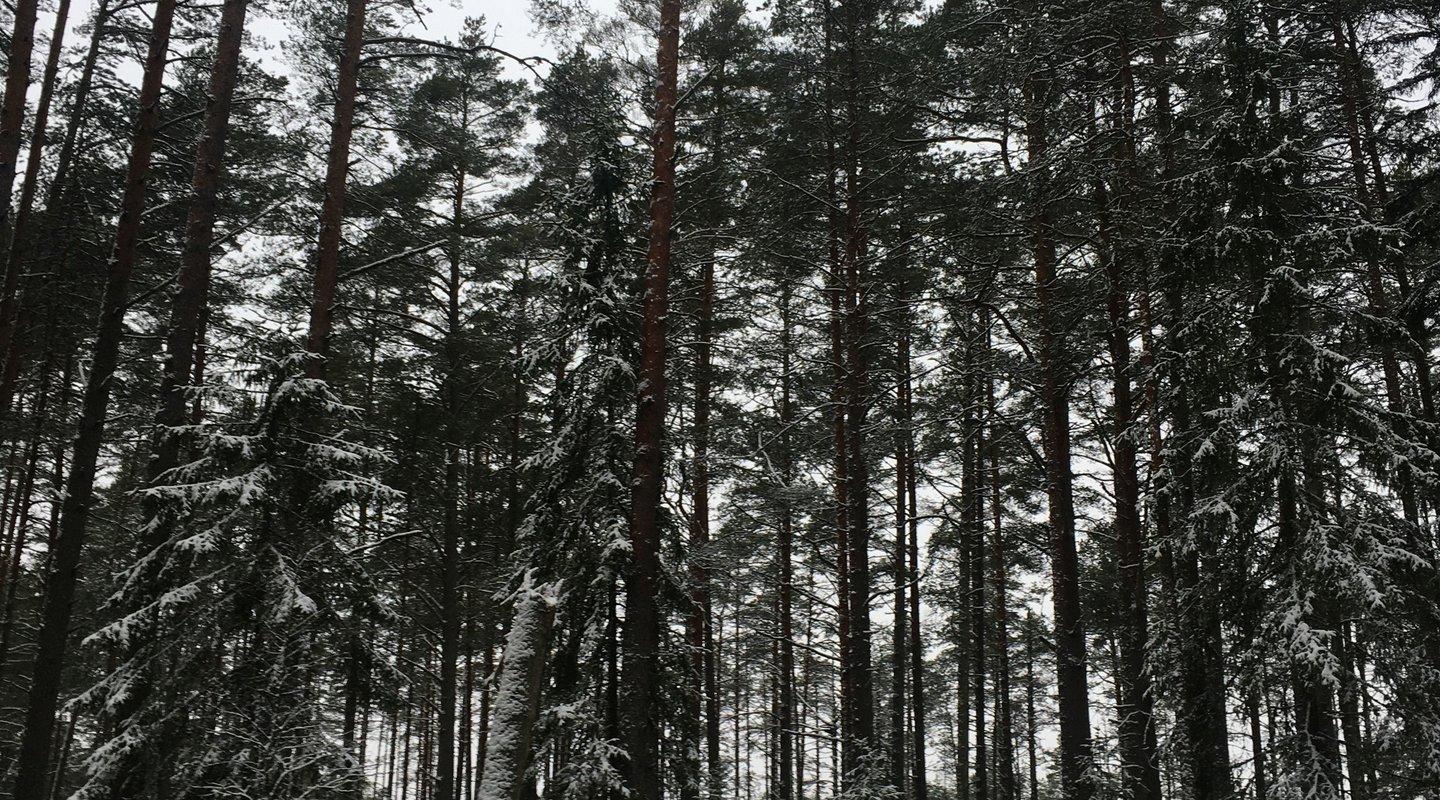 Selli-Sillaotsan luontopolku lumisena talvena