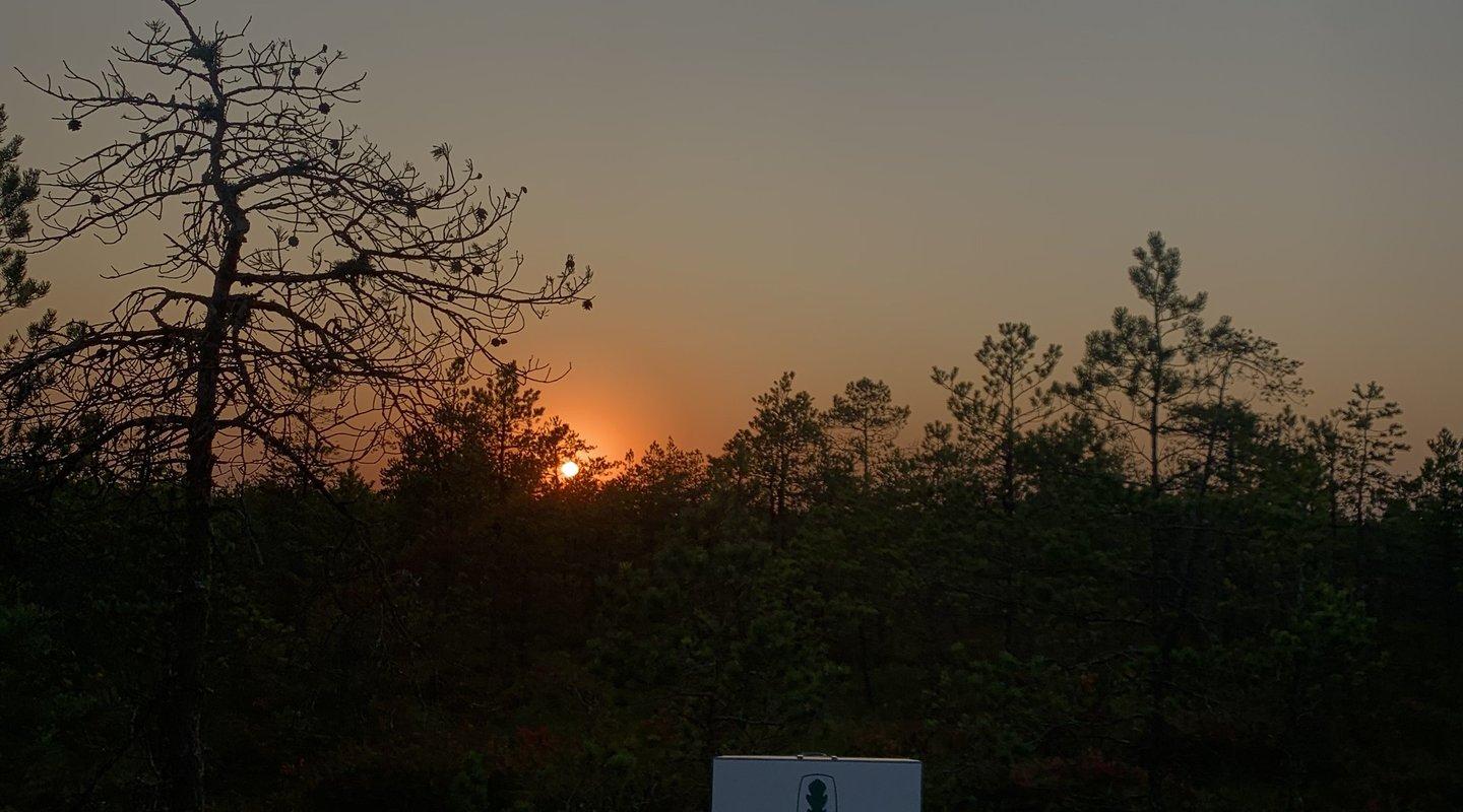 Naturlehrpfad Selli-Sillaotsa während des Sonnenuntergangs