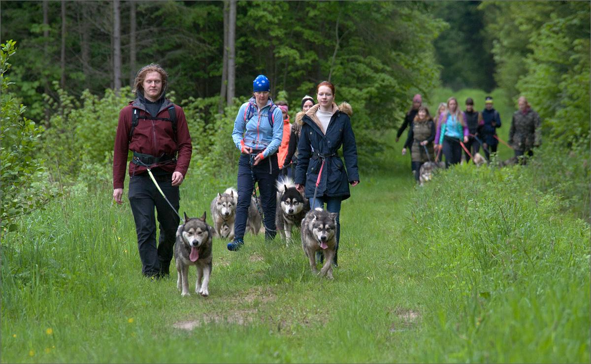 Wanderer und Schlittenhunde in sommerlicher Natur von Järvselja im Landkreis Tartumaa
