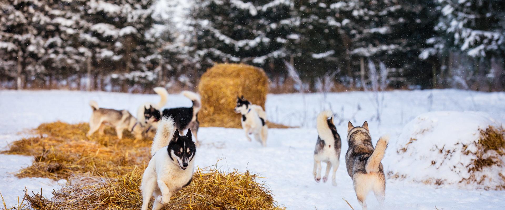 Hellerkantri Huskypark - kelgukoerte talu Raplamaal