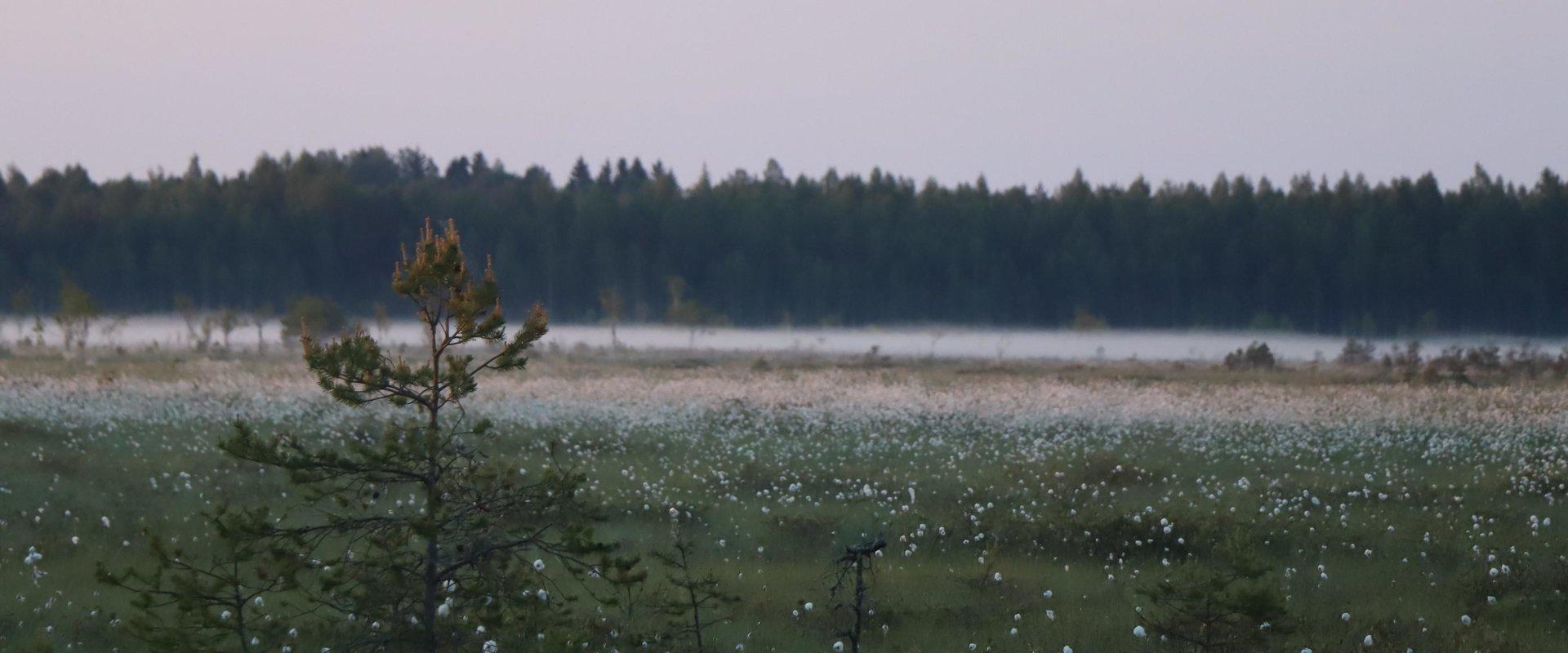 Nature Tours Estonia rabaöö metsikul soosaarel