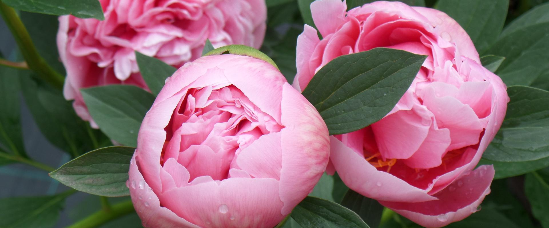 The Saaremaa Peony Festival is the best place for a family to spend some lovely time together in fresh air. Thousands of peonies bloom from mid-May to