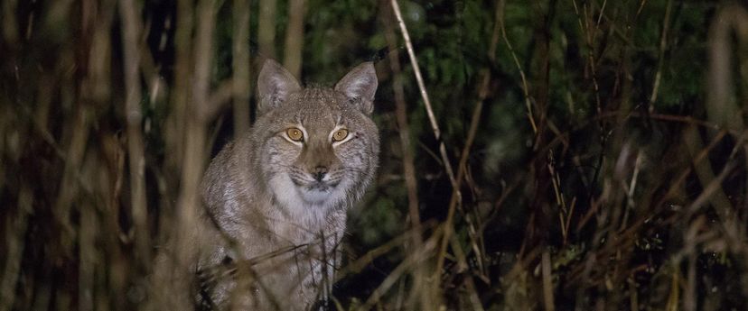 Eesti Suurkiskjad – ilvese, karu ja hundivaatluse reis