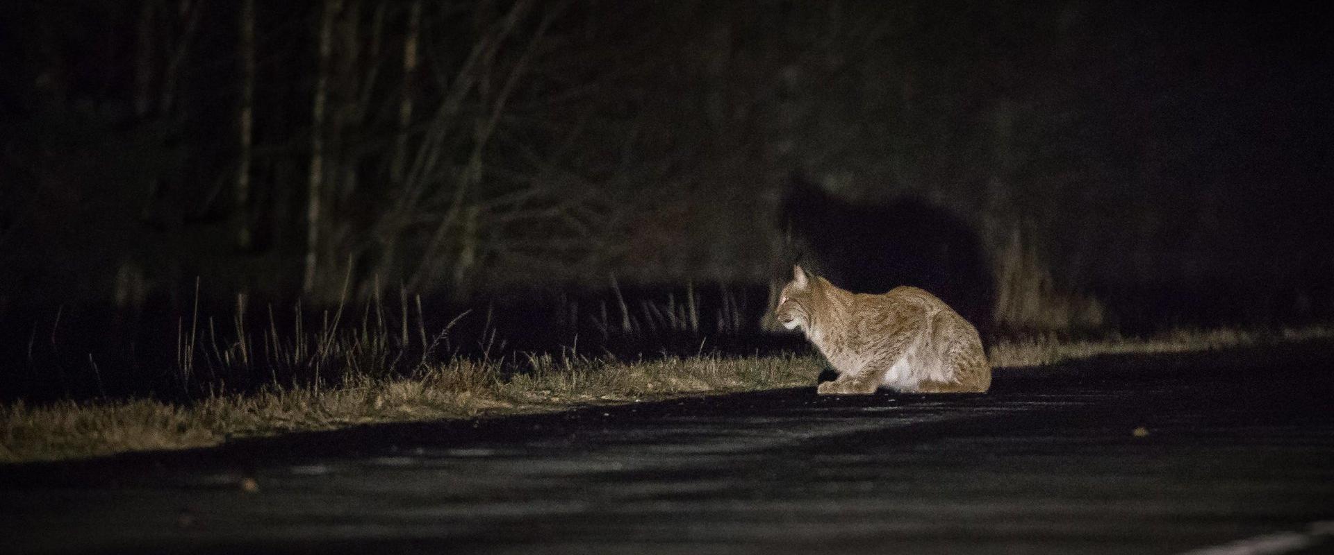 Lynx and bear watching tour in Alutaguse and Lahemaa National Park