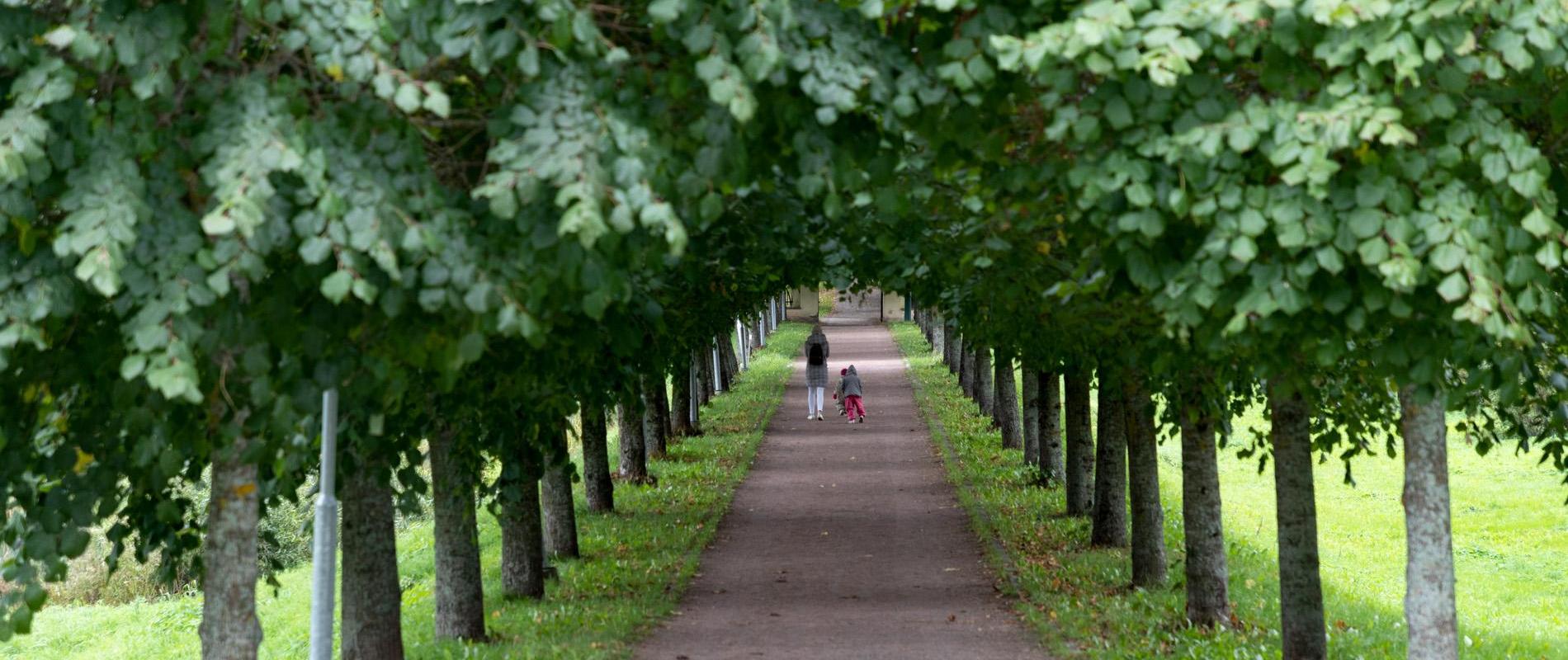 Raadi Park alley greenery