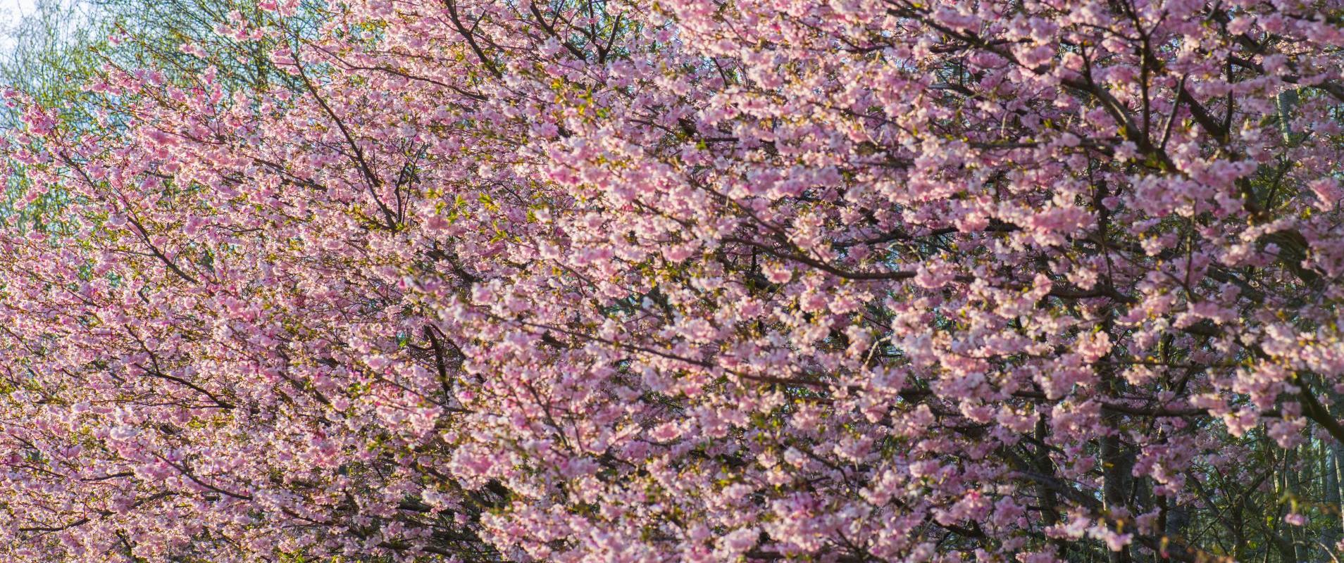 Kirsiõite vaht üril
