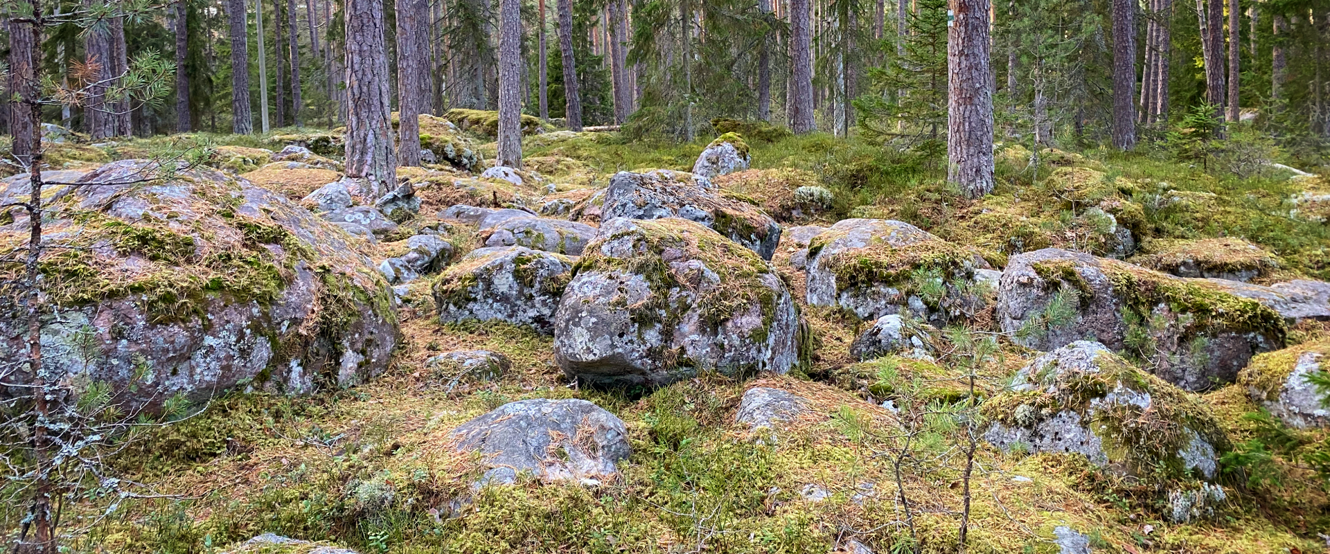 Hidden away amongst the trees towards one end of the village of Käsmu is Estonias biggest field of boulders: massive stones, the biggest standing 4.8 
