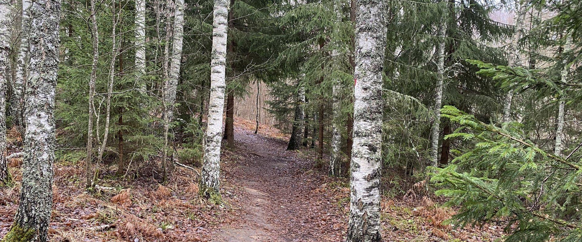 Vanaõue Puhkekeskuse jalgsimatk Sakala teel koos matkajuhiga