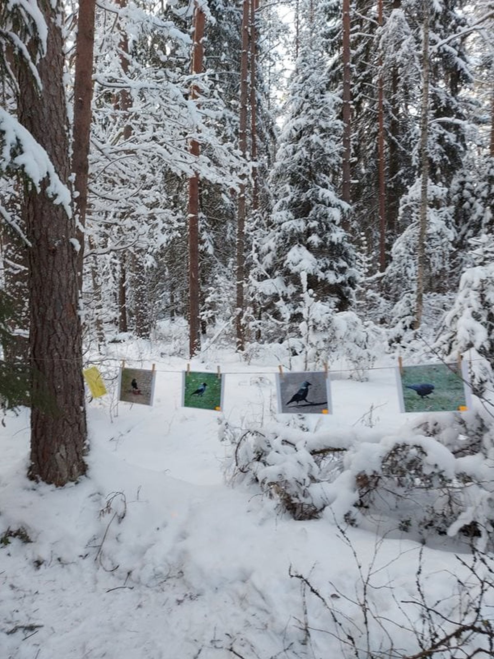 Vapramäe nature study and hiking trails in winter
