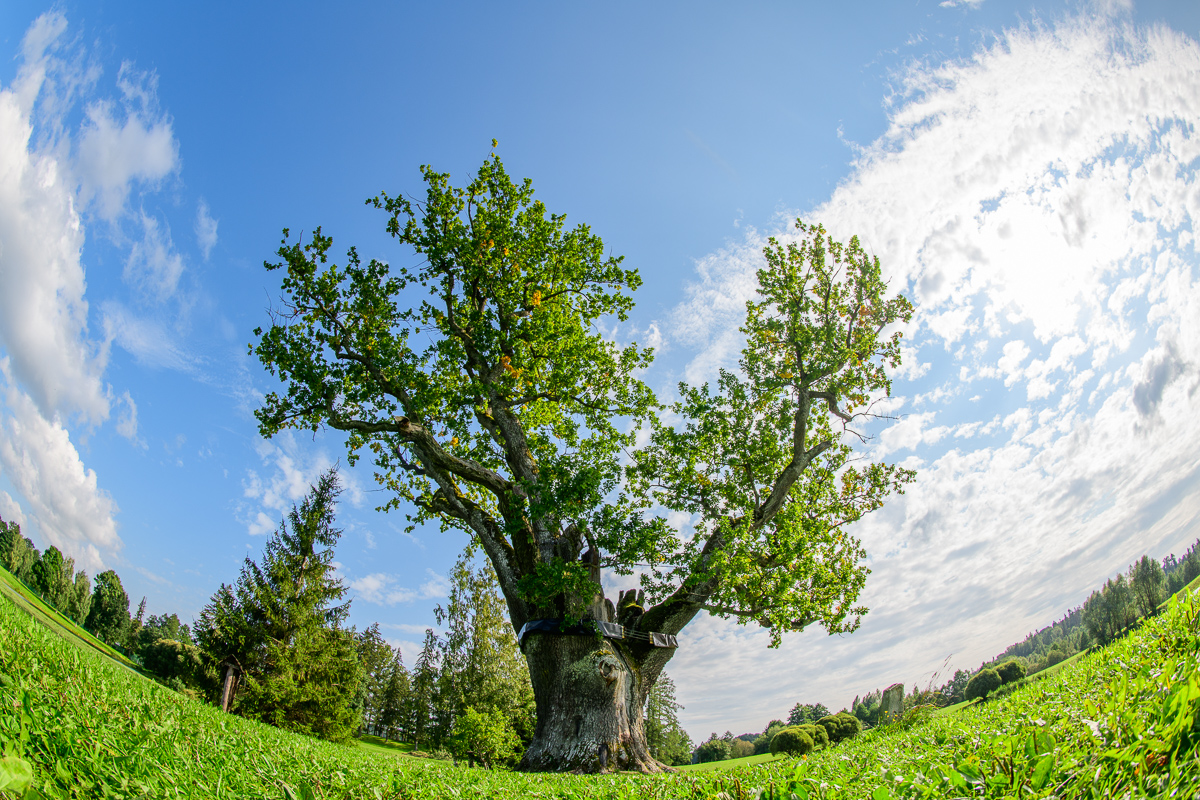 Pühajärve War Oak