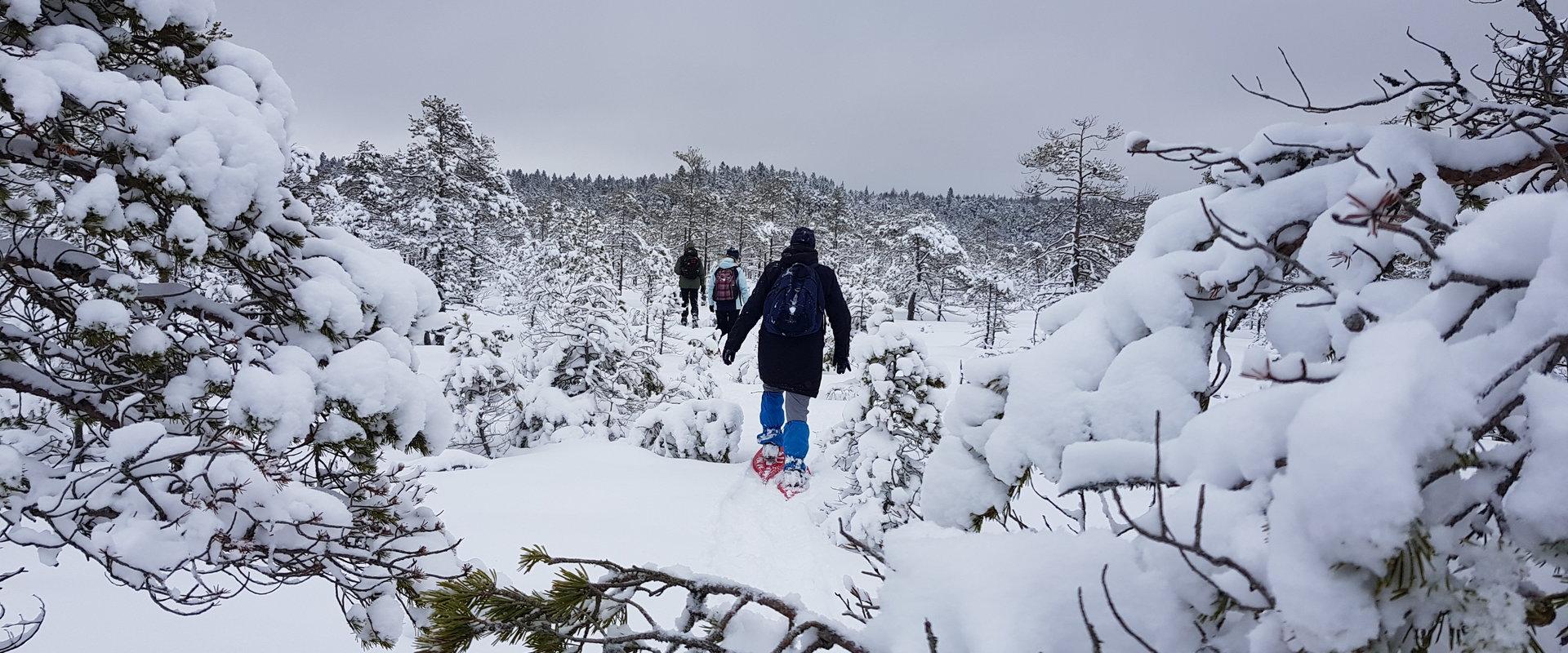 Alutaguse Matkaklubi räätsamatk Selisoo rabas