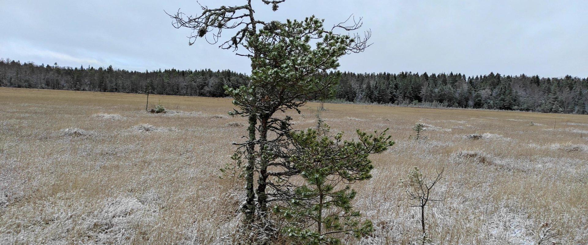 Järvesoo ja Savalduma soo räätsamatk loodusest hoolijatele