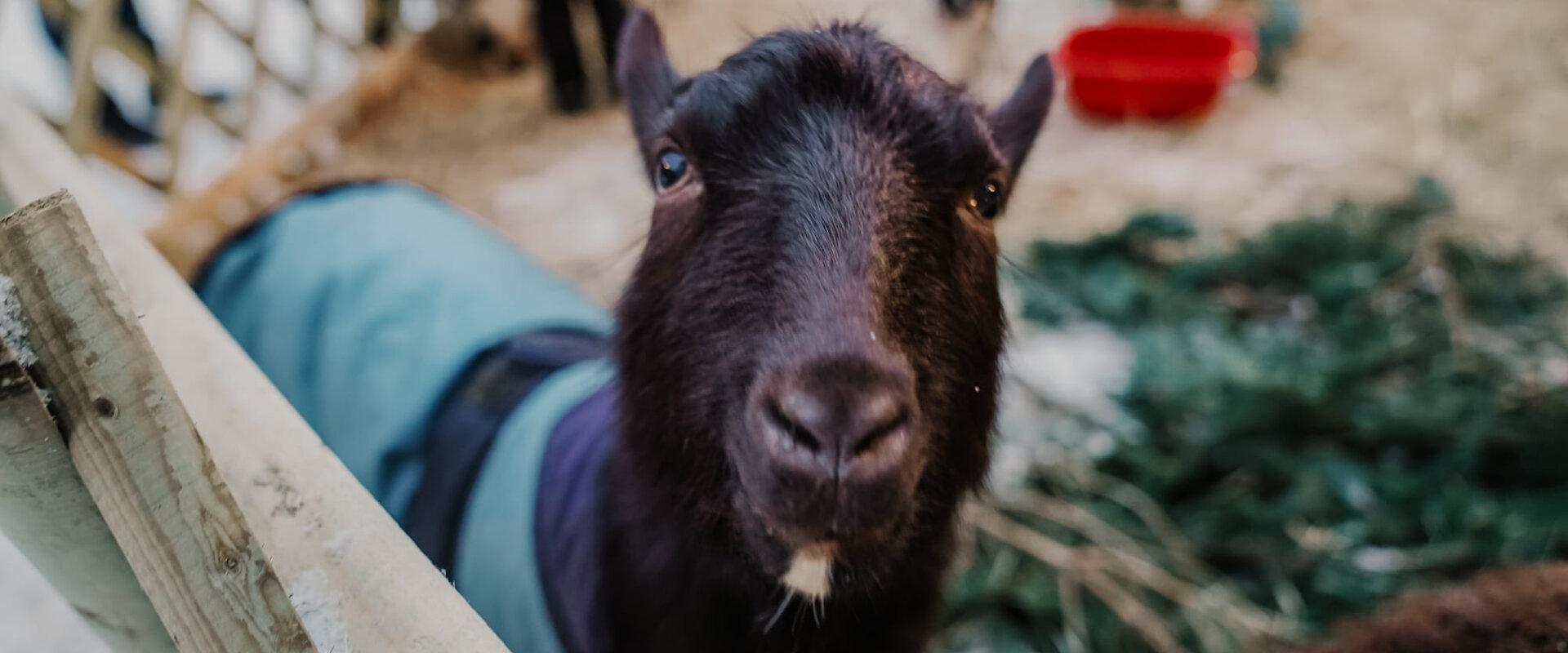 Ziege im Mini-Zoo im Weihnachtsdorf in Narva