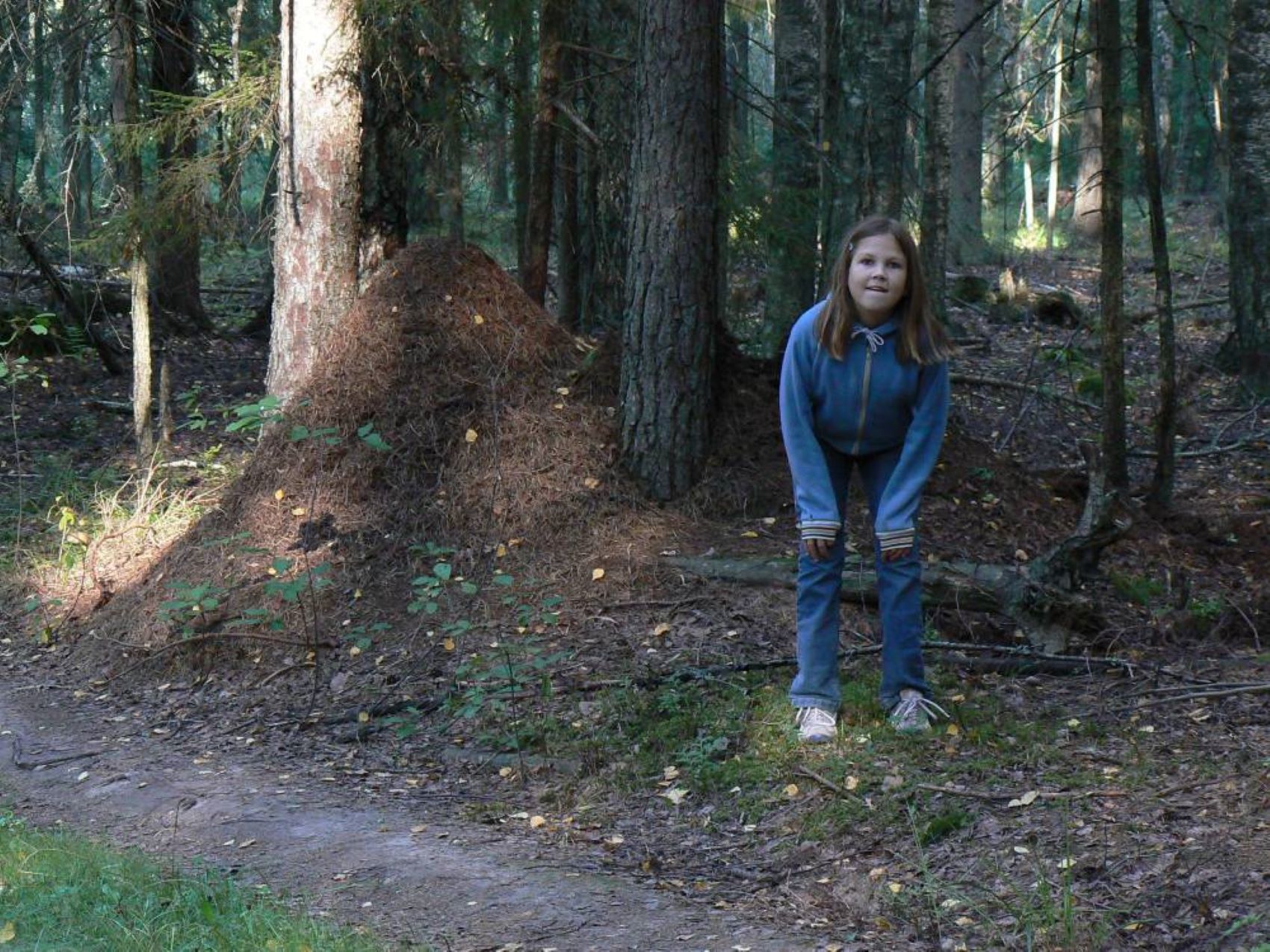 Wanderweg Padakõrve, Nest der schwachbeborsteten Gebirgswaldemeisen