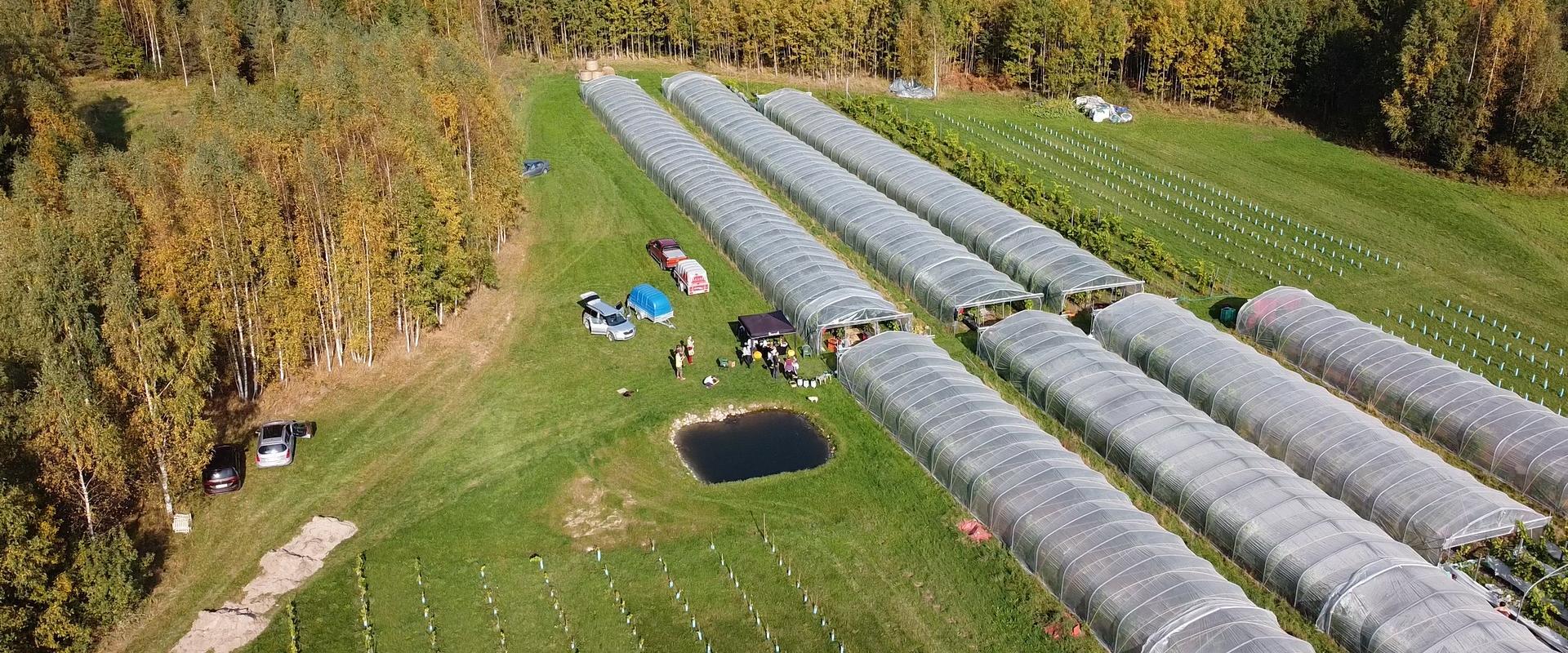 Der Bauernhof Veinimäe (Weinberg) verfügt estlandweit über die größten Weinanpflanzungen in Gewächshäusern. Die Fläche dieser Gewächshäuser beträgt 25