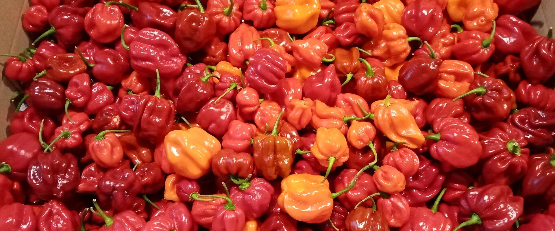 Freshly picked habanero