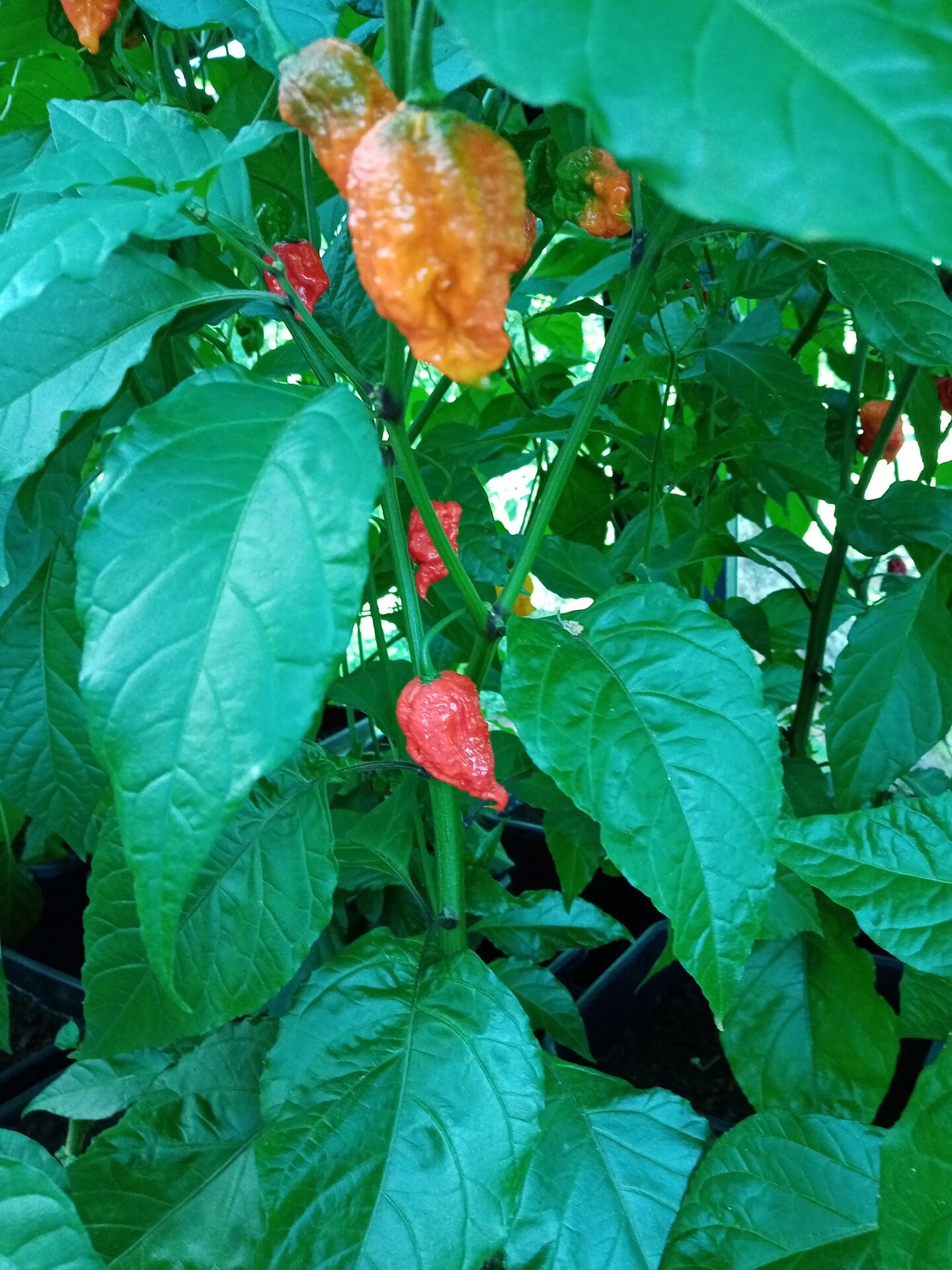 Chili peppers collection garden