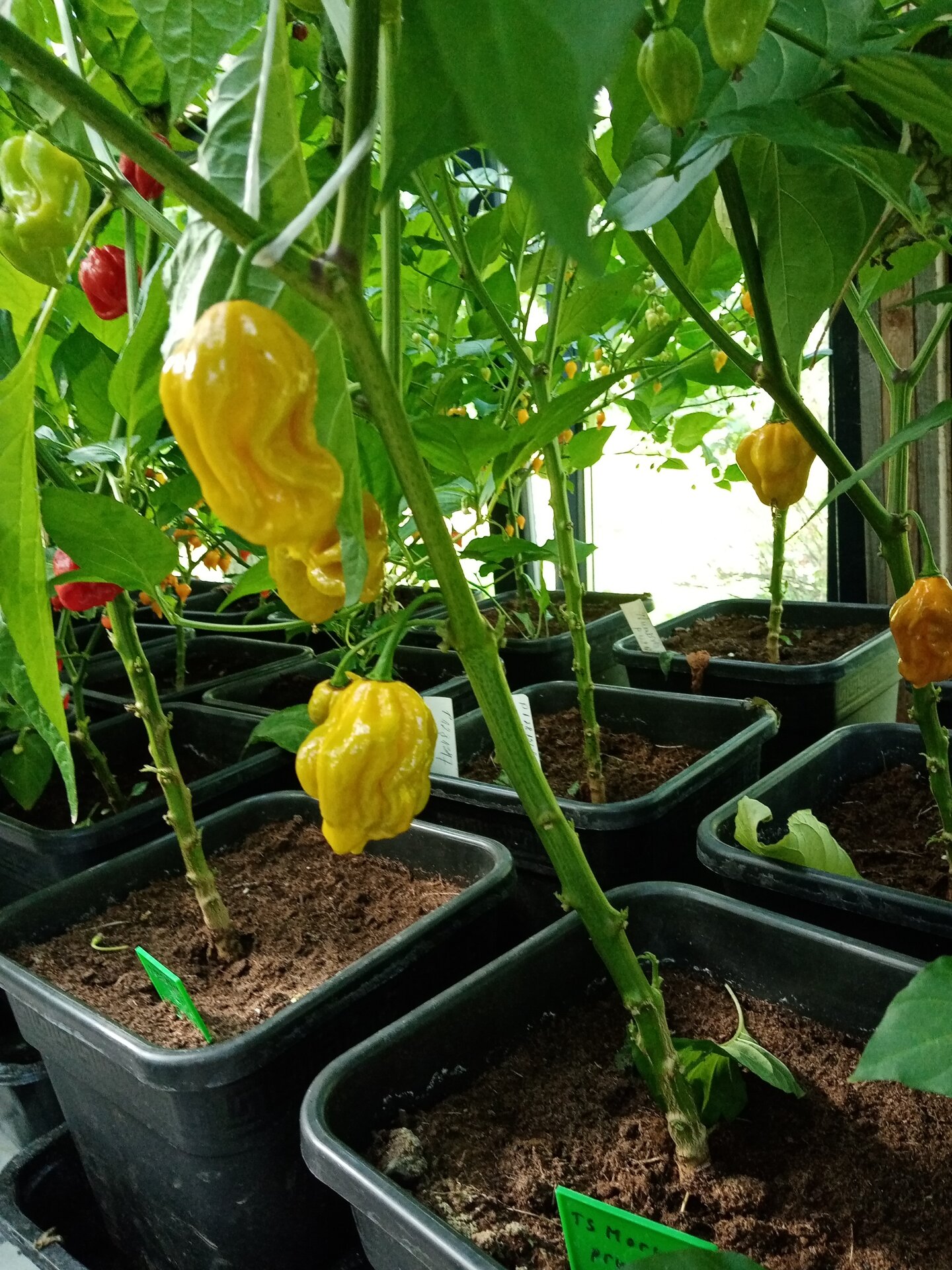 Chili peppers collection garden