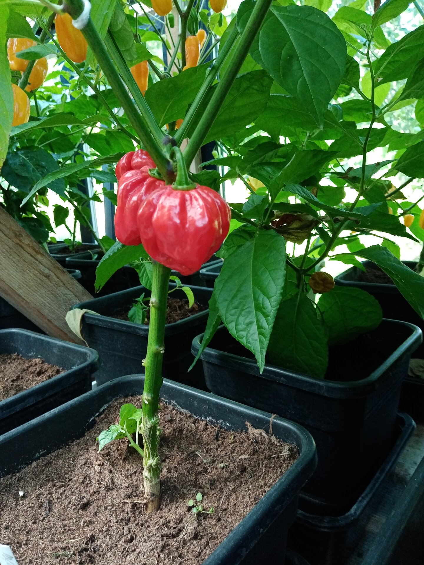 Chili peppers collection garden