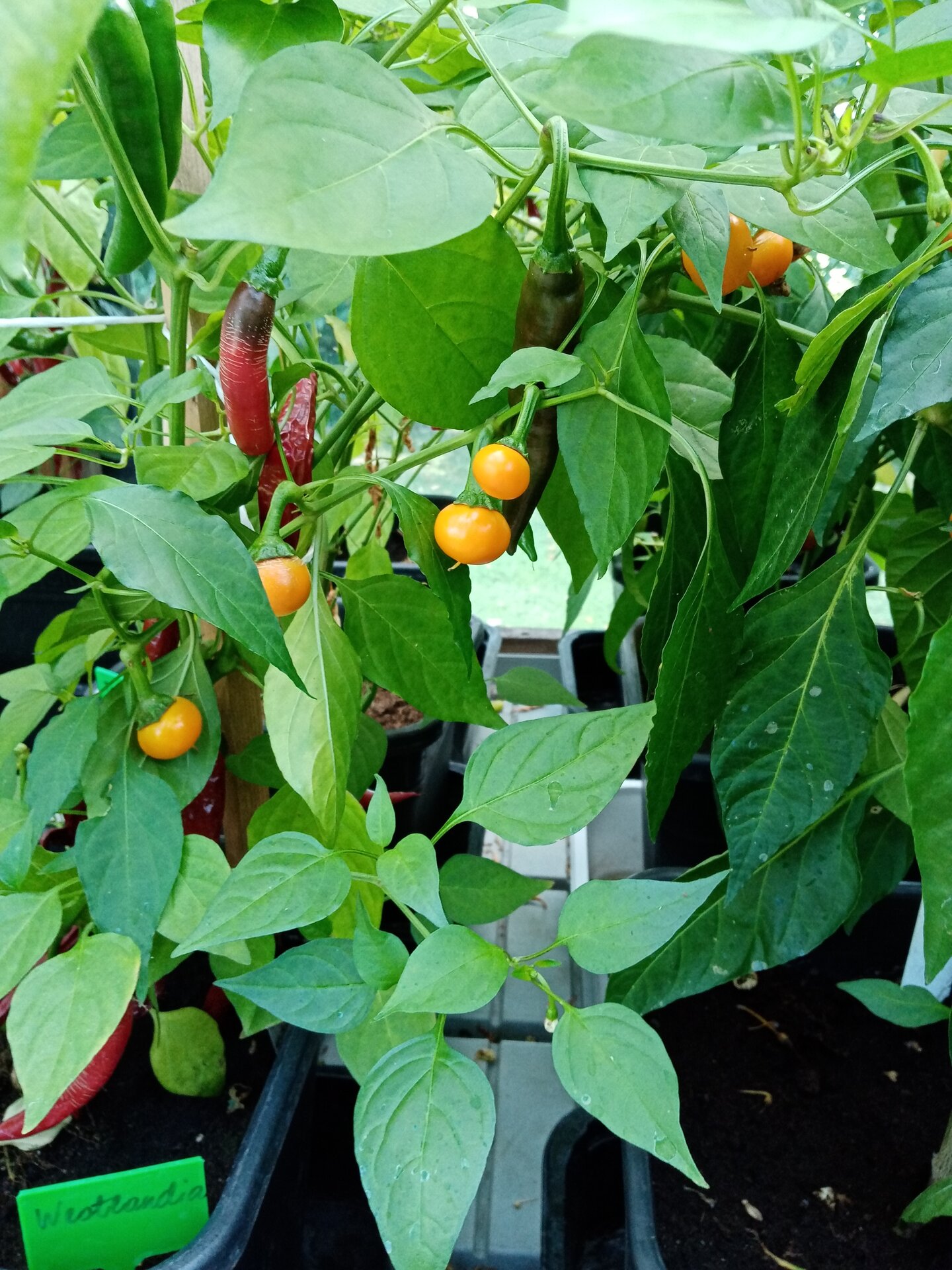 Chili peppers collection garden