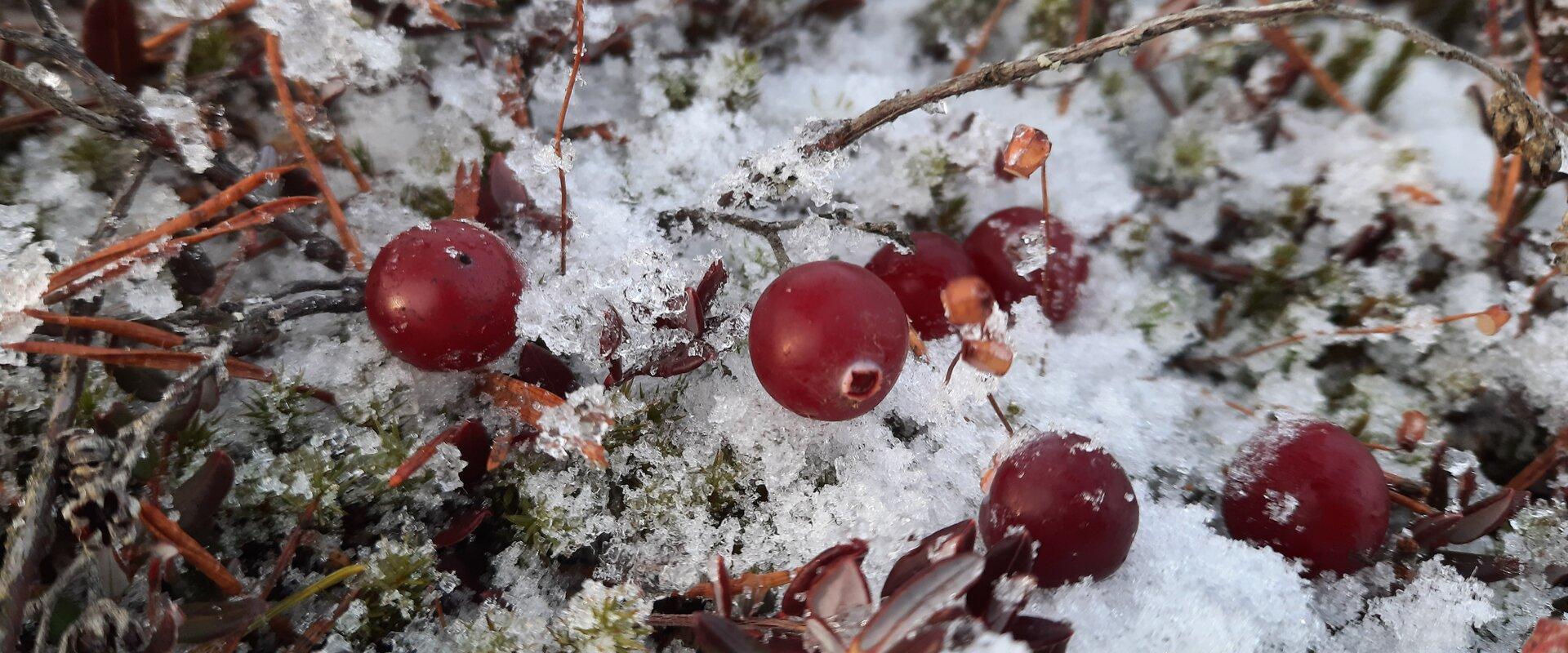 Nature Tours Estonia winter snowshoe hike on the winter roads of Emajõe-Suursoo