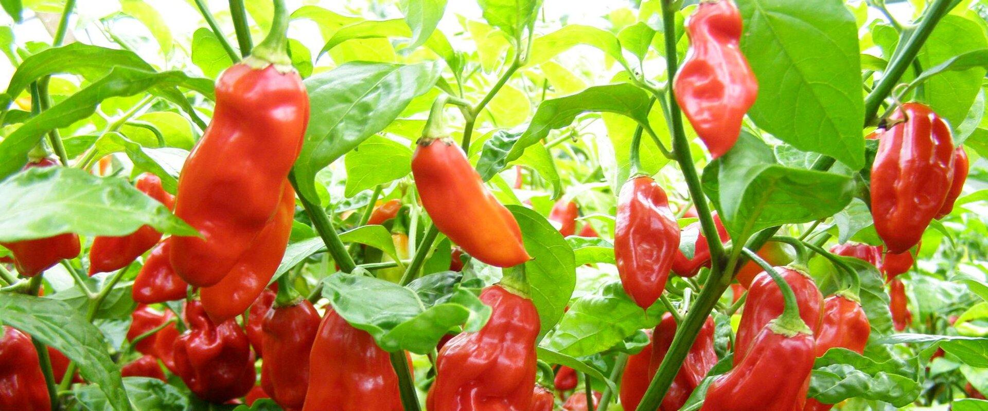 At Metste Farm you will find the largest chili collection in Estonia. We think that there is a suitable chili pepper for everyone, because a bit of he