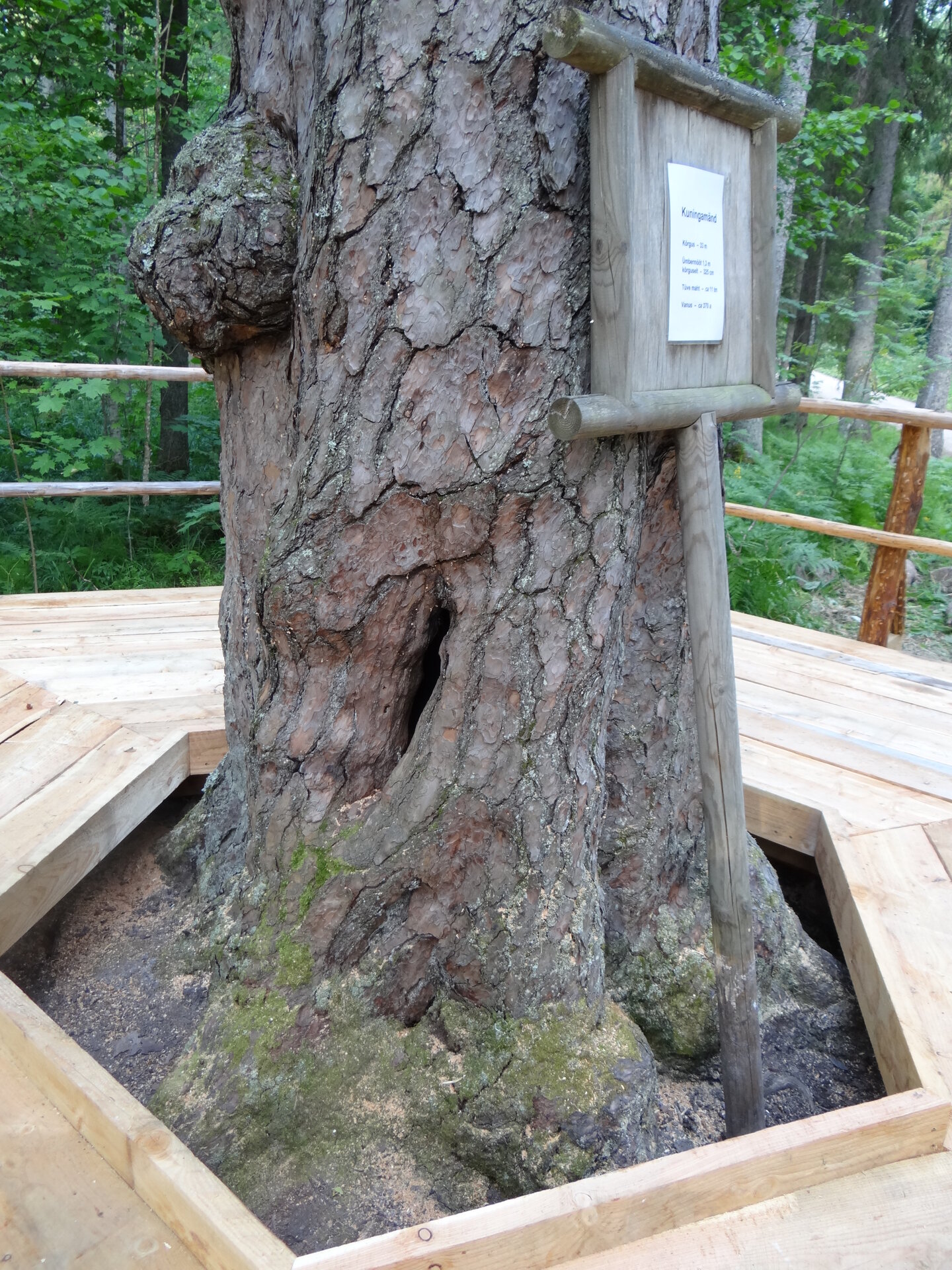 Large trunk of the oldest tree in Estonia