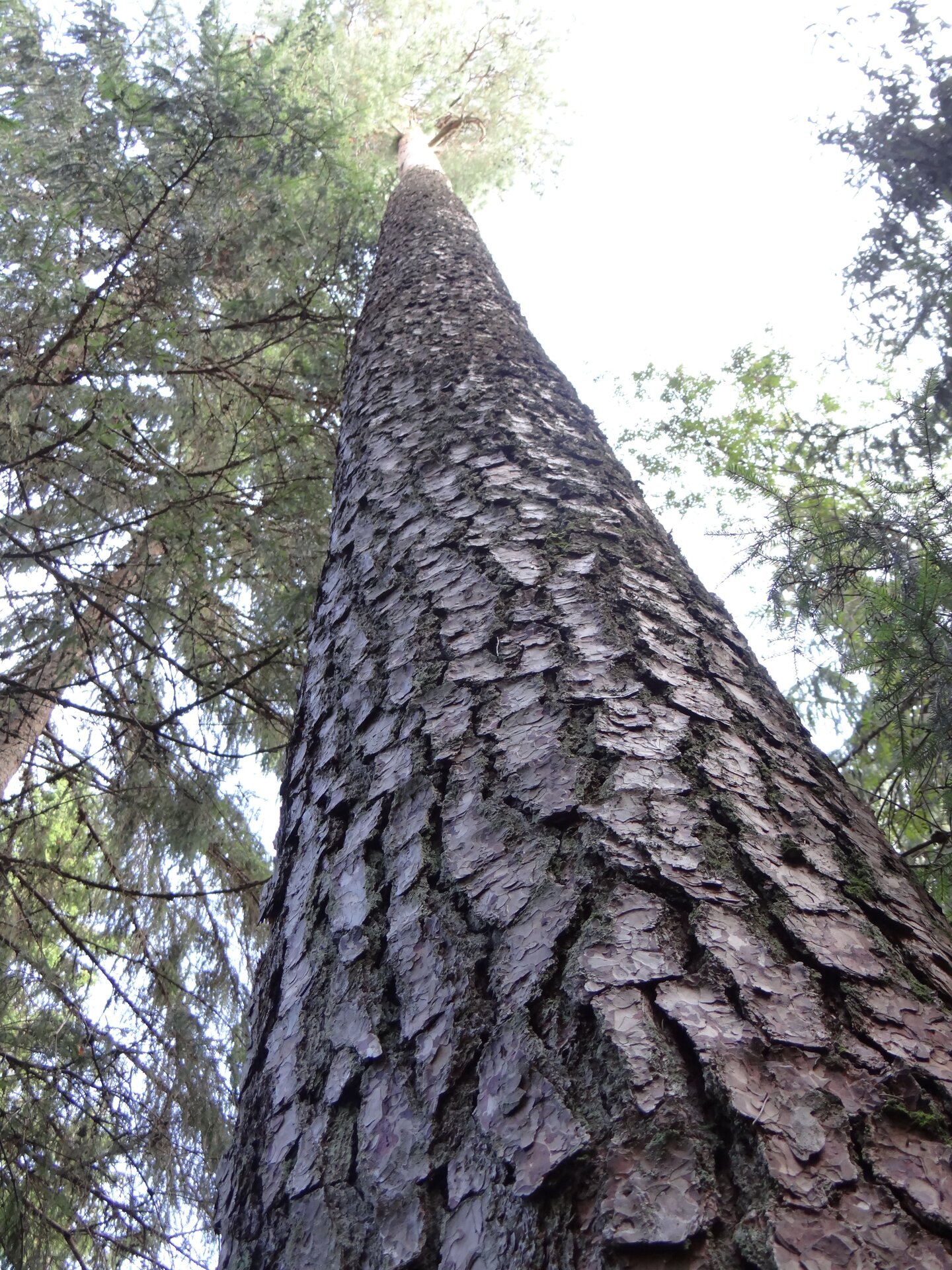 Largest tree in Estonia, oldest tree in Estonia