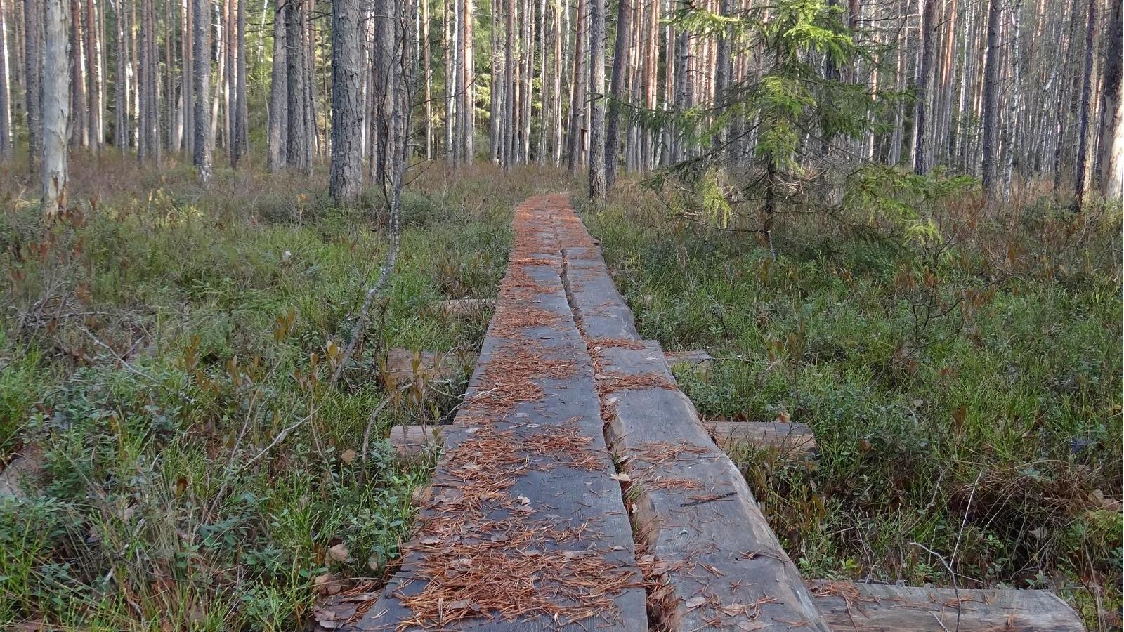 Bretterweg des Lehrpfades Järvselja