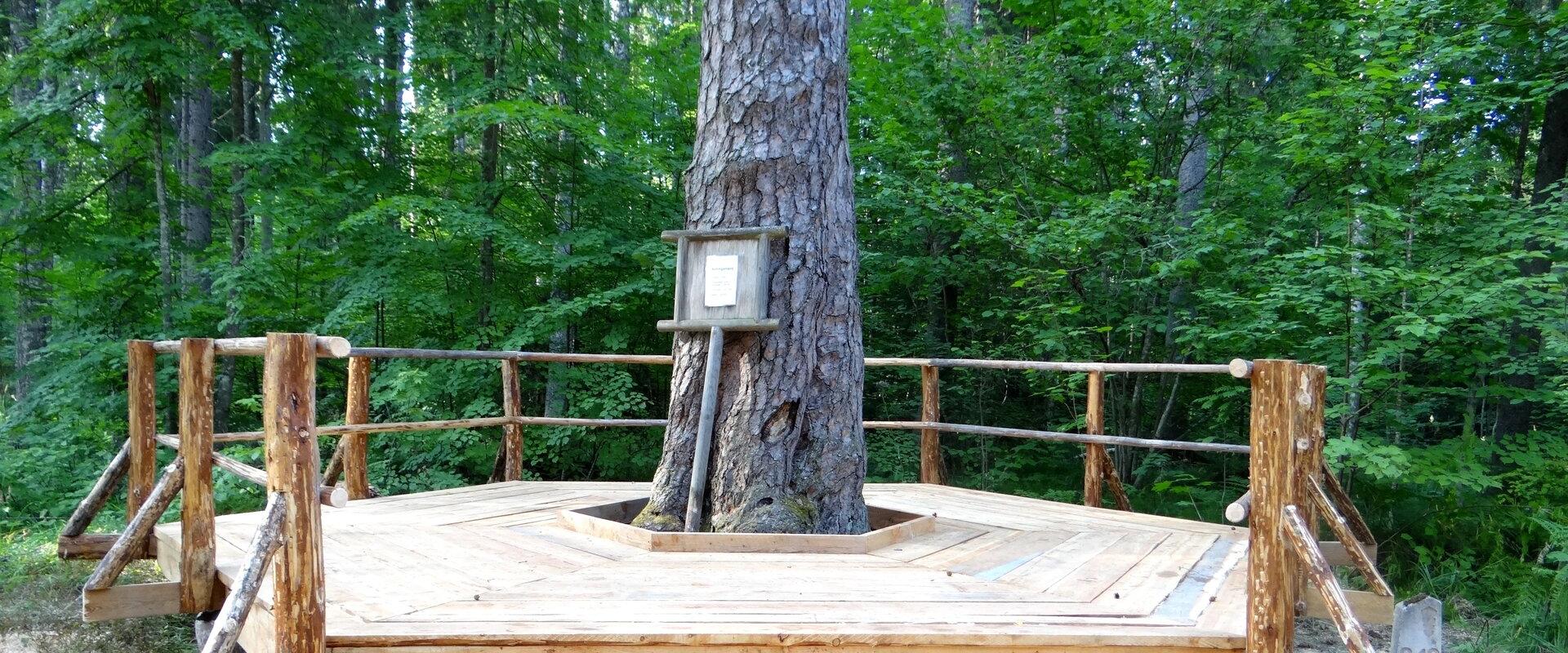 The King’s Pine in Järvselja Primeval Forest