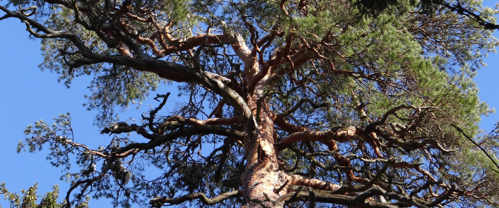 Königskiefer im Urwald von Järvselja