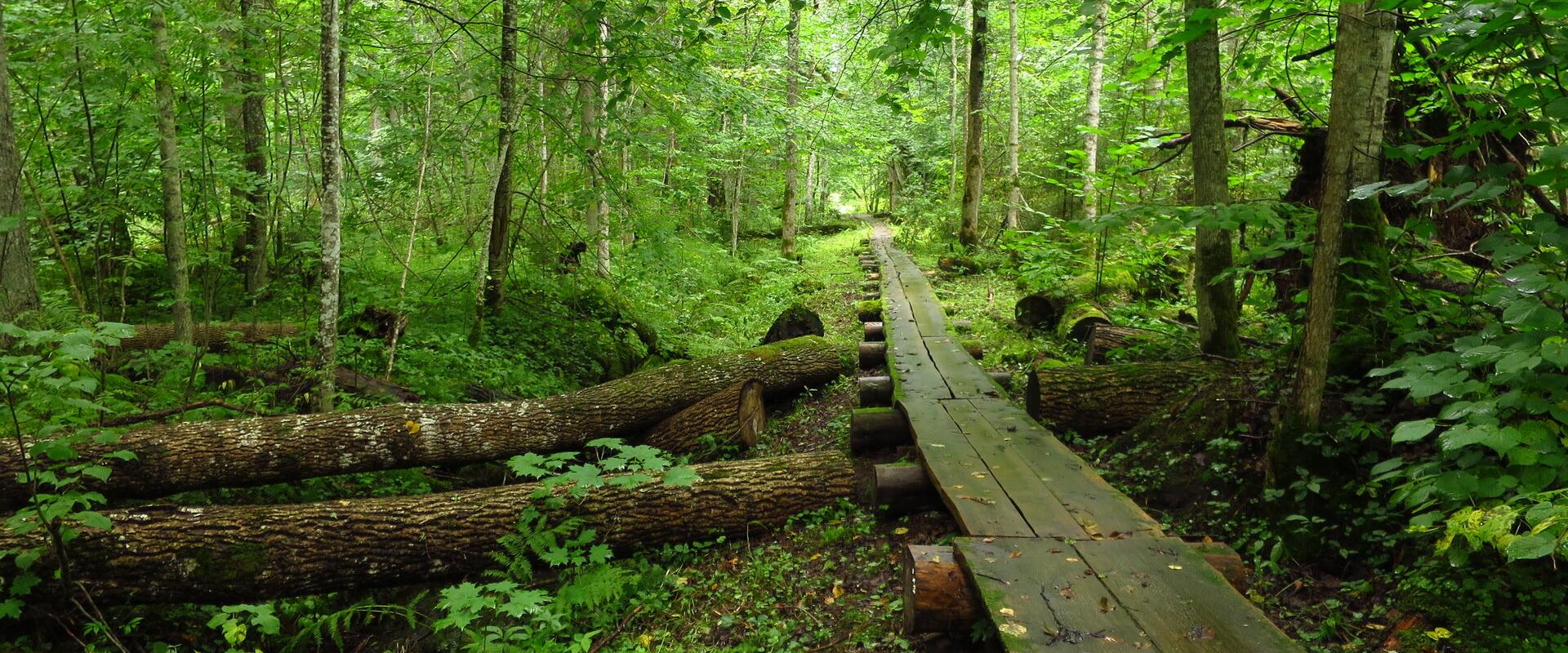 Die üppige Natur des Urwaldes von Järvselja und der Bretterweg