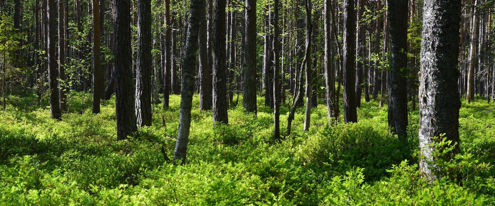 RMK Naissaare North Trail, blueberry forest in Naissaare, Naissaar