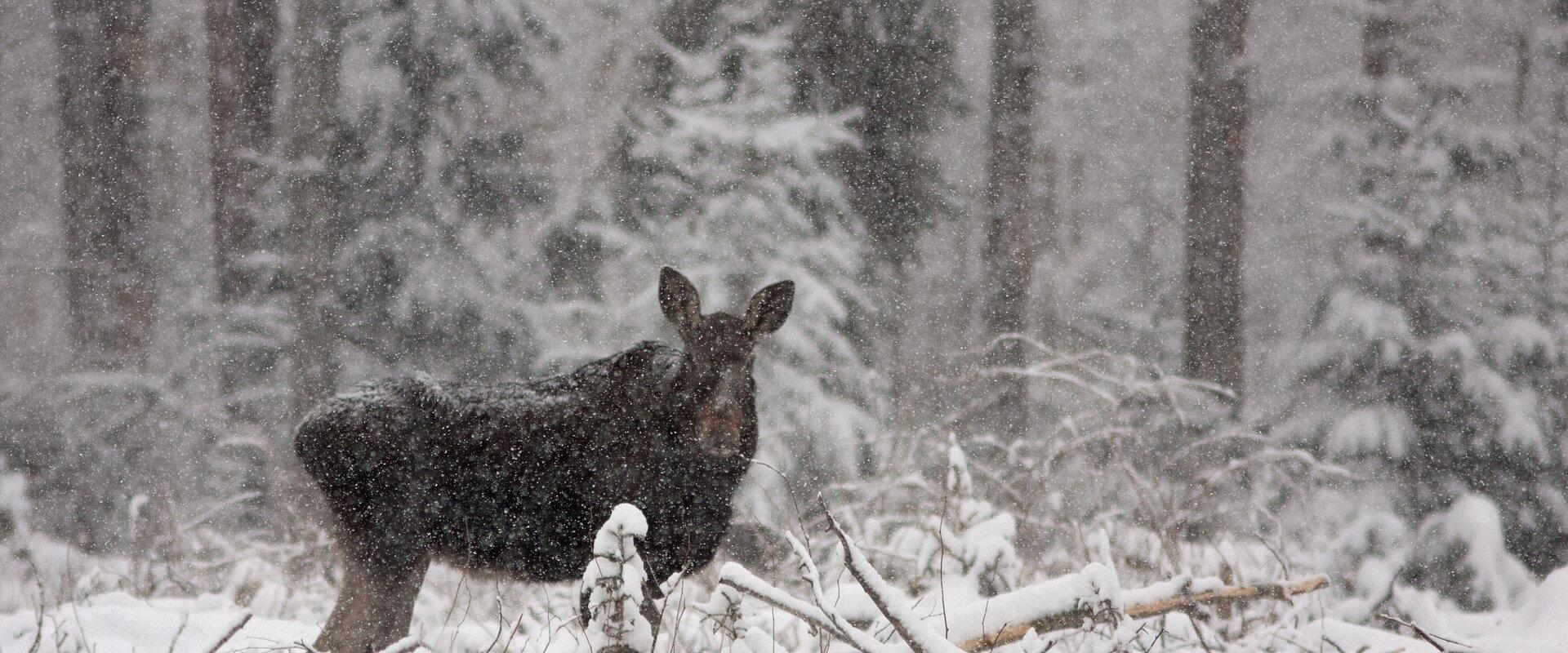 RMK Paunküla hills hiking trails, a moose at Paunküla