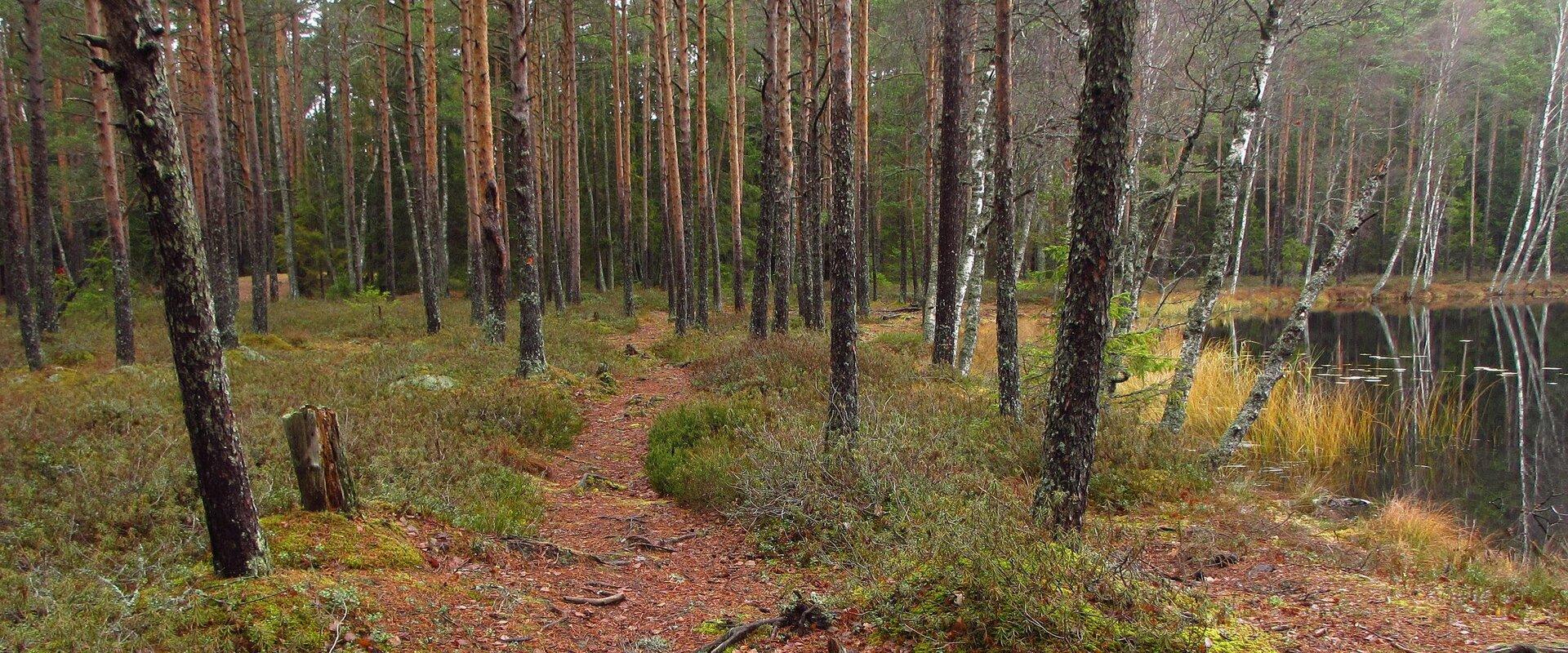 EMK Wanderwege in den Bergen von Paunküla, Ufer vom Suur-Kaksjärv