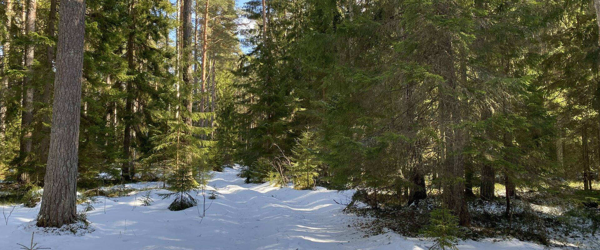 RMK Ojakivi matkarada