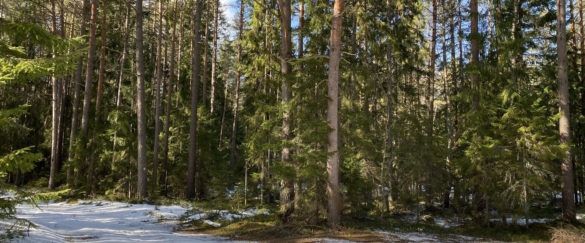 RMK Ojakivi matkarada