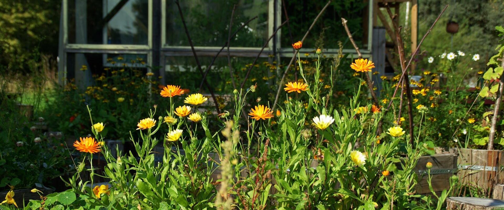 Emajõe Aed’s garden bed