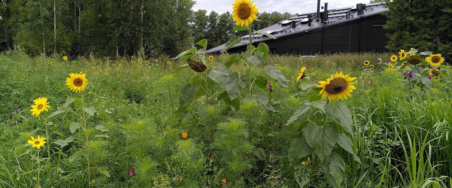 Flower circle in Emajõe Aed