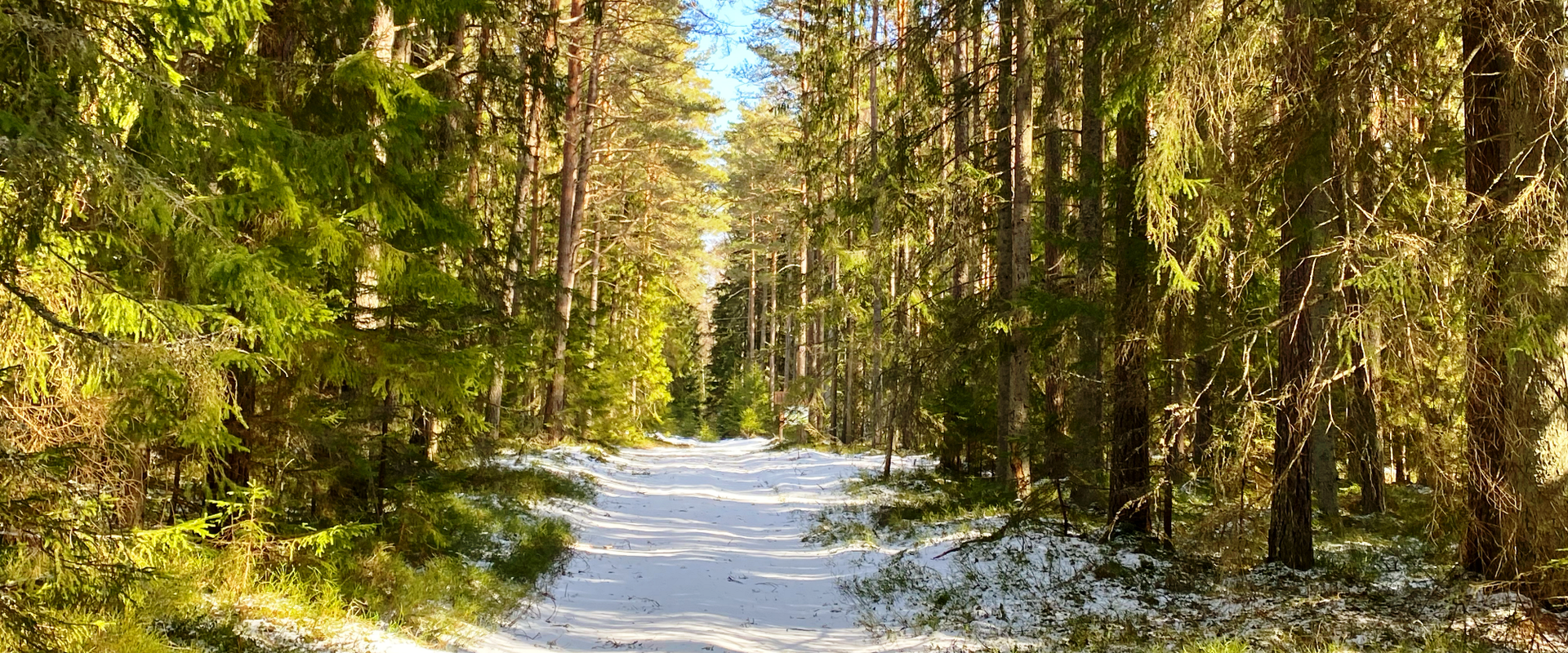 RMK Ojakivi matkarada