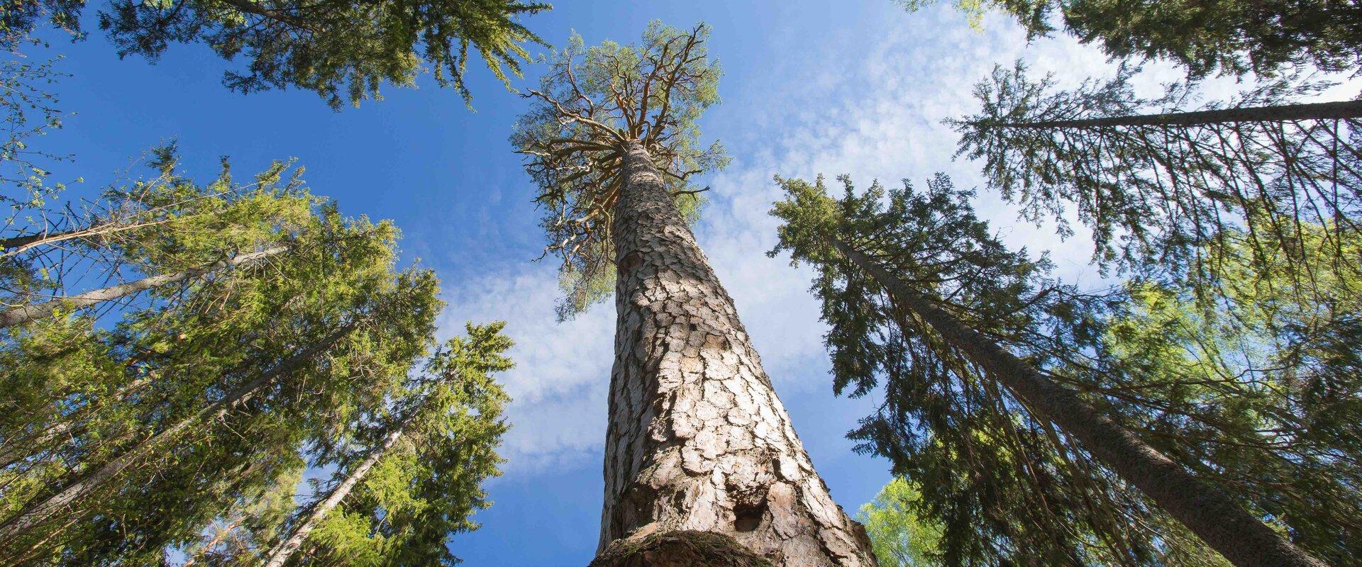 The King’s Pine in Järvselja Primeval Forest