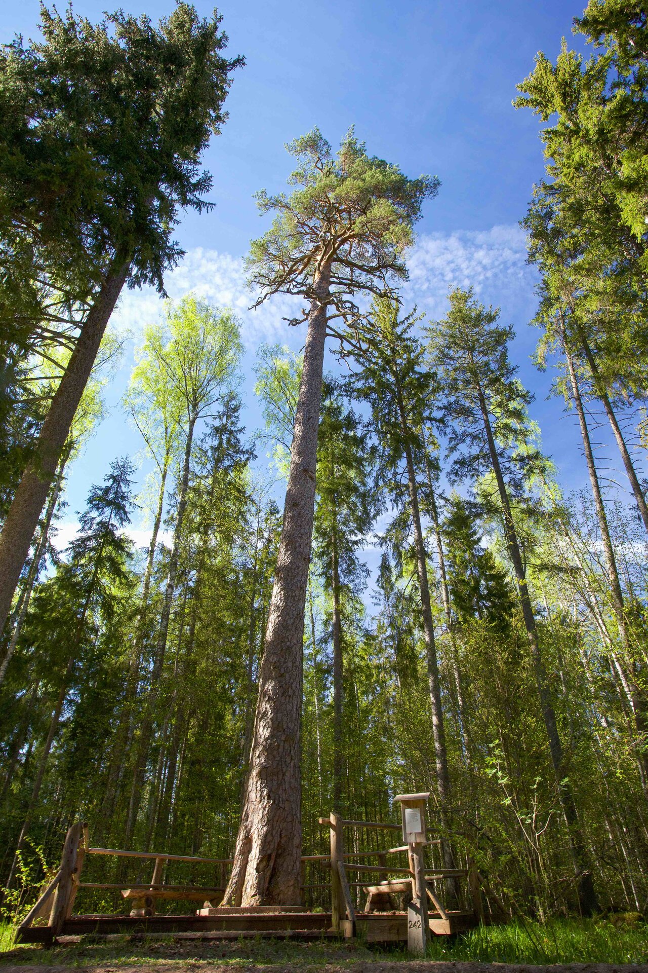 King's pine is one of the oldest and biggest trees in Estonia