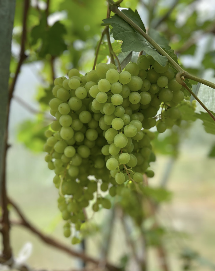 Grapes, Muhu, grape, viticulture