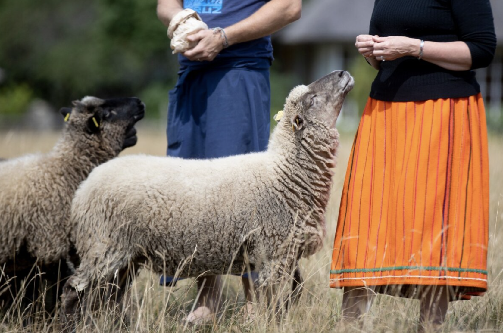 Schafe, Brot, Schafherde