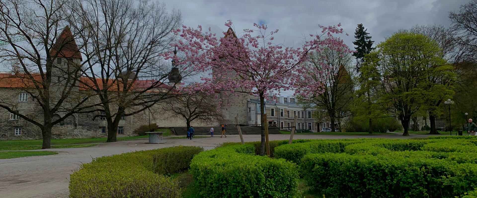 Spring time on the Towers Square