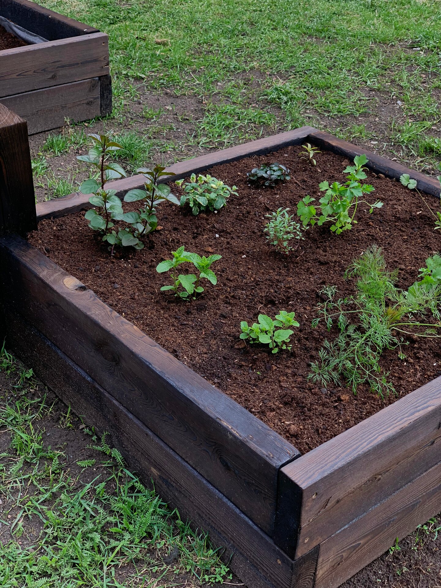 Seedlings of the Towers Square