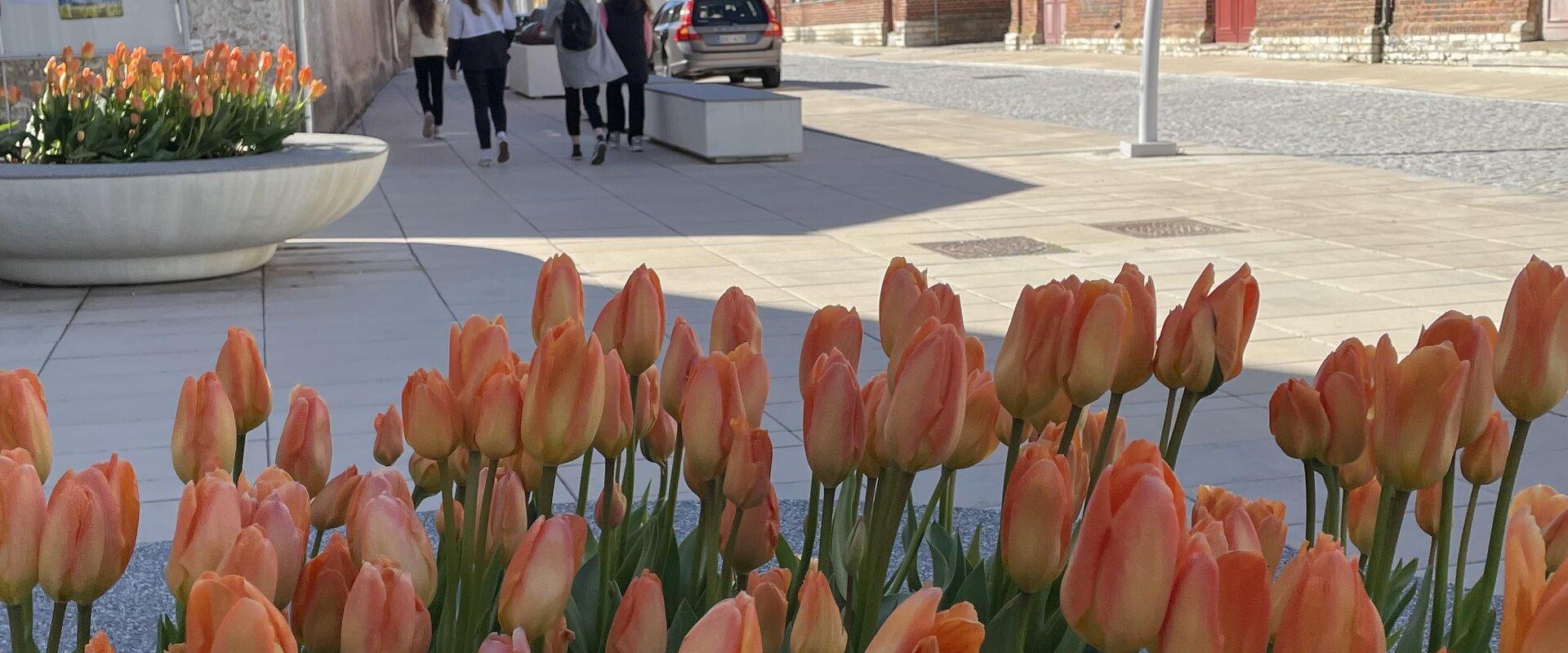 Rakvere Pikk tänav