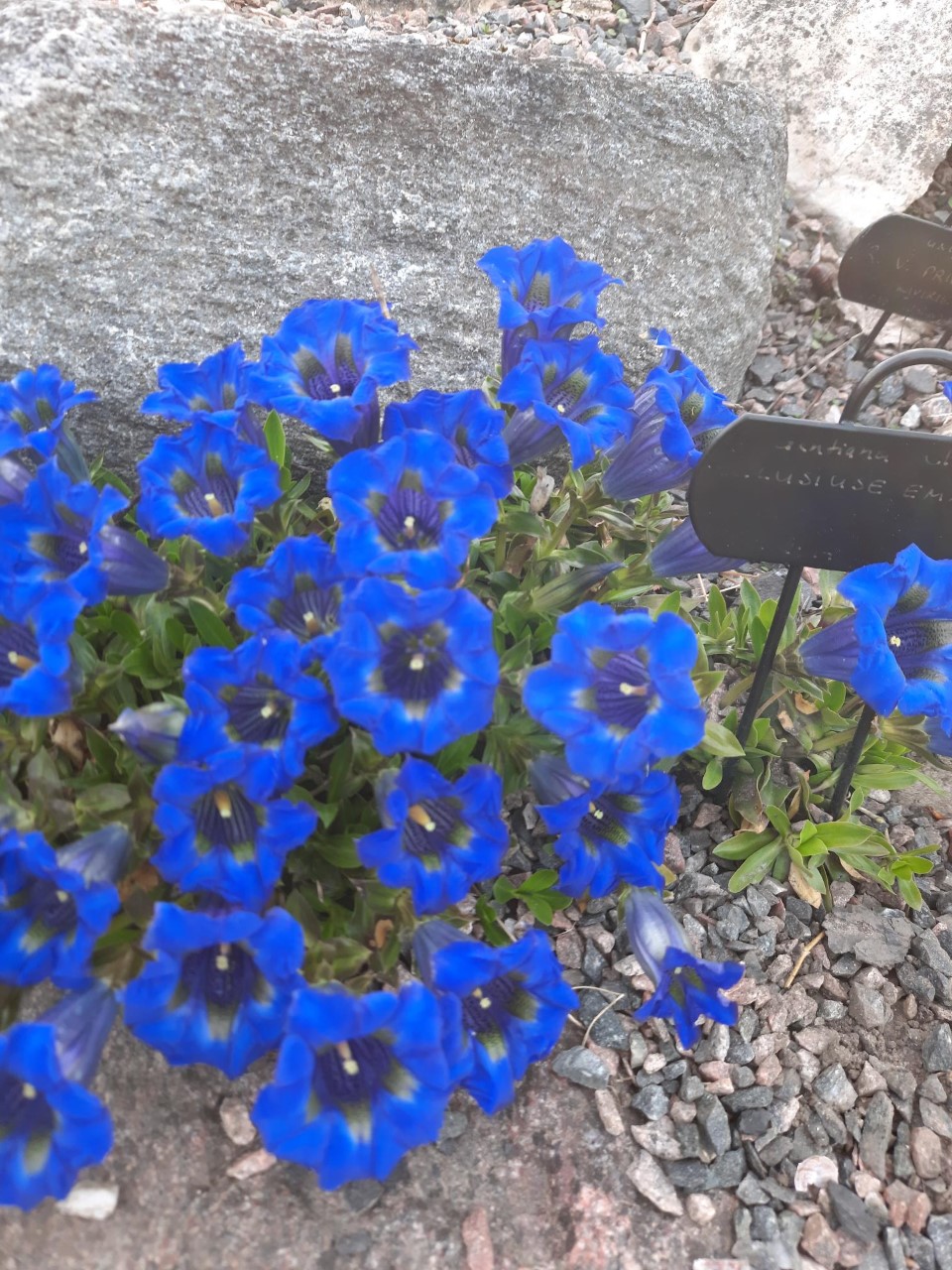 There are over 800 different Clusius' gentian species in the garden