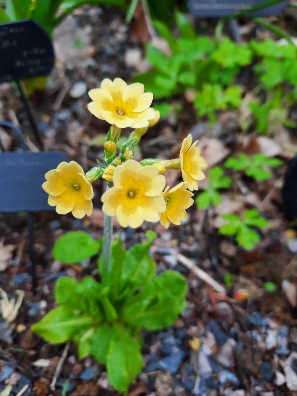 There are over 300 different  primula species in the garden, sometimes exciting variants evolve from the seeds